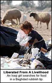 Liberated from a livelihood, and Iraqi girl searches for food in a Baghdad rubbish tip.